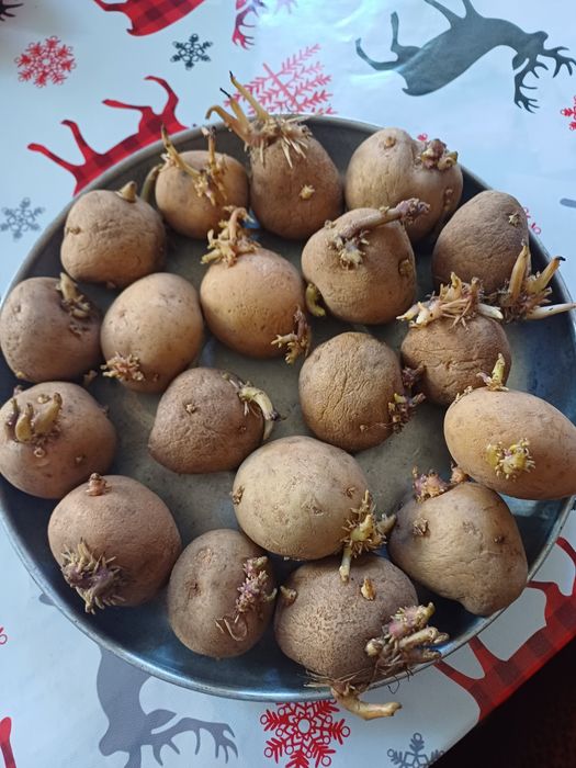 Продам семенной картофель