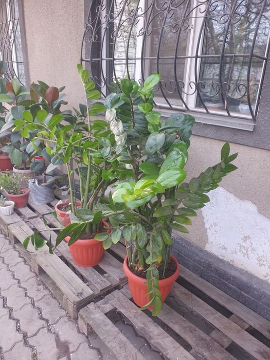 Продам каучуконосный фикус.