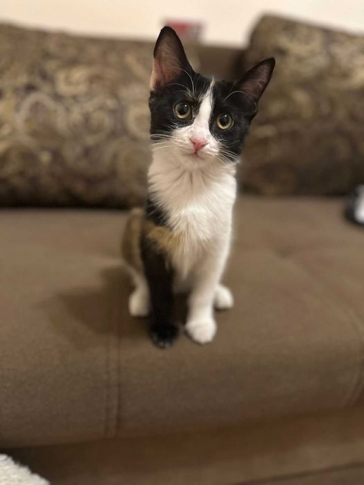 Отдам котенка в добрые руки