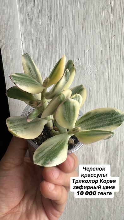 Укореннёные черенки