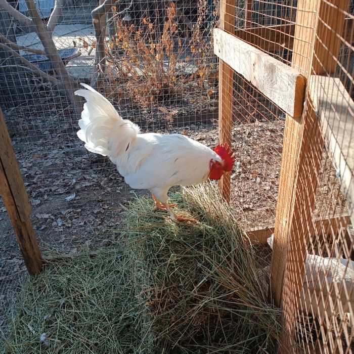 Продам хороших петухов, Адлер , Кученский, Голошейко, 7 месяцев