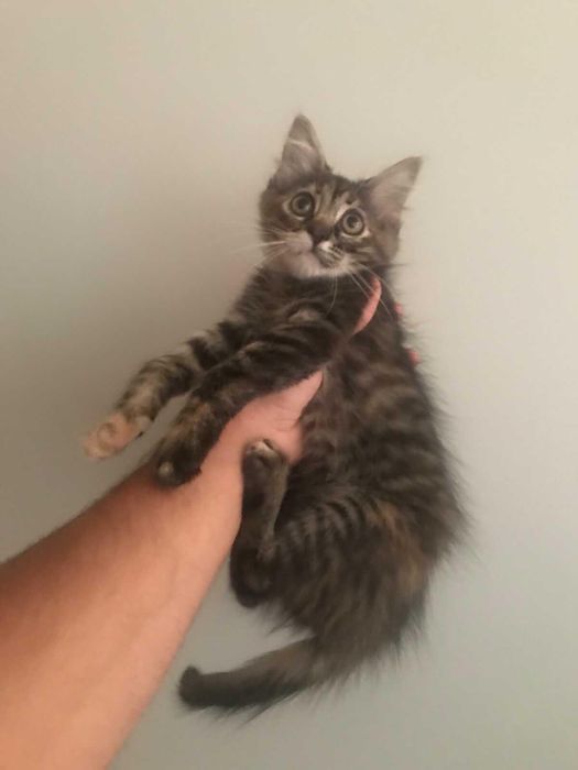 Подарява се коте