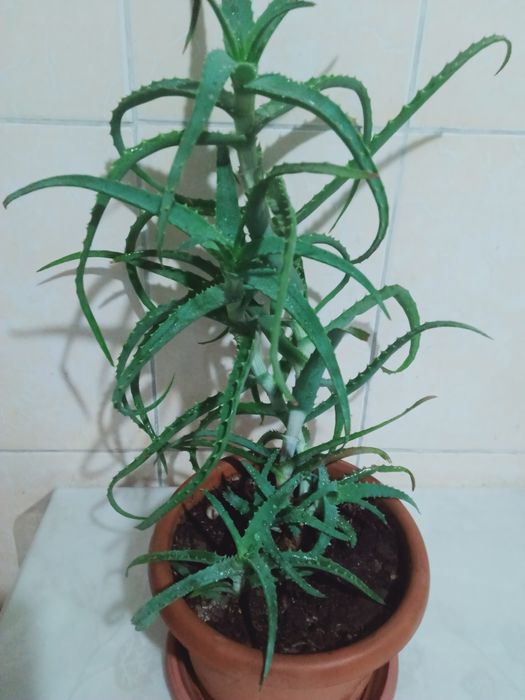 Продам алой и другие цветы