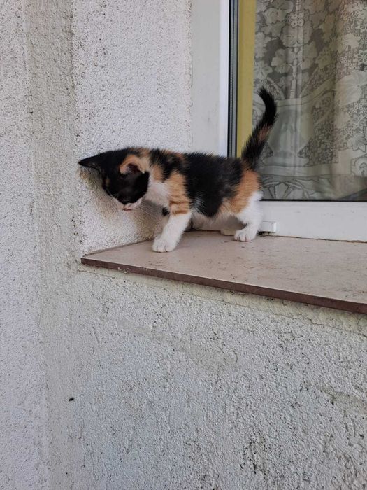 Adoptie pisicuta mica foarte draguta