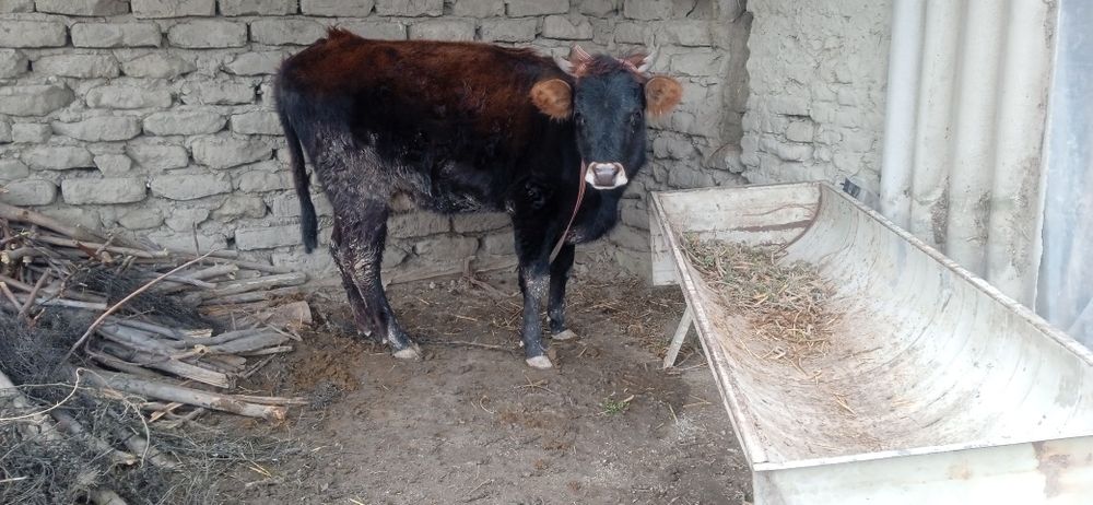 G'unojin bug'oz 6 oylik