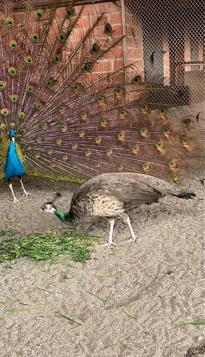 Павлин 6 лет в 2 прадаю