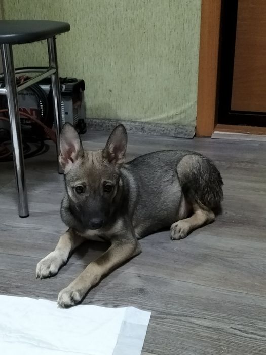 Отдам щенка девочка!!!