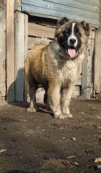 Среднеазиатская овчарка