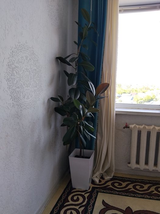 Продам цветы фикус