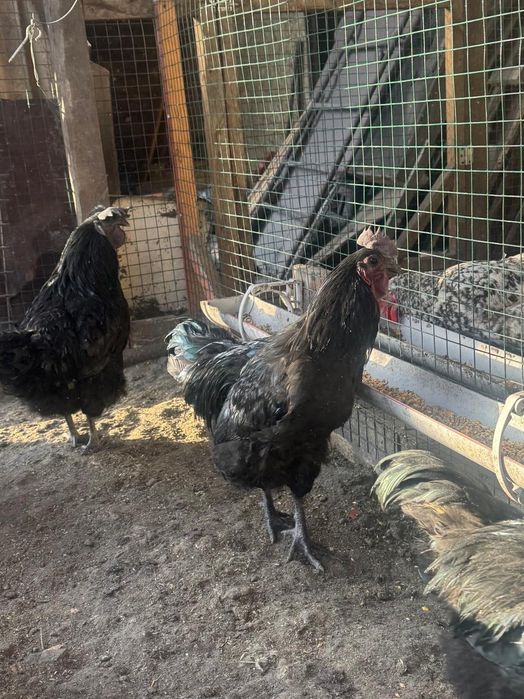 Петушки Ухейилюй !