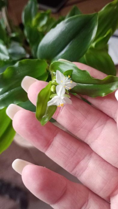 Продам традисканцию зелёную