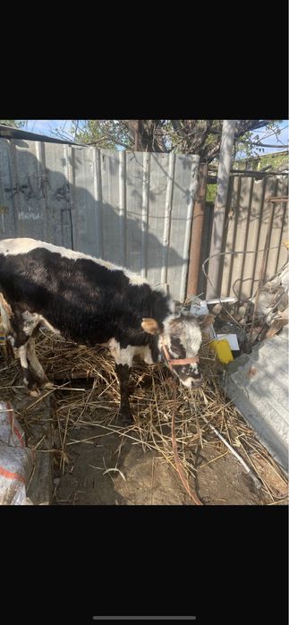 Продается телёнок