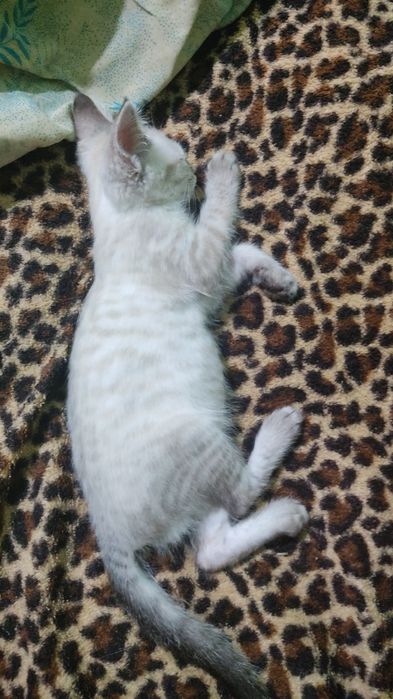 Отдам котёнка бесплатно