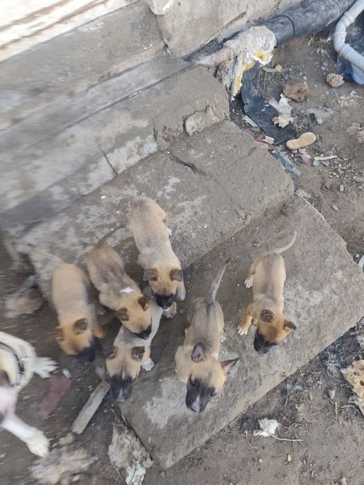 Продам шинят умные