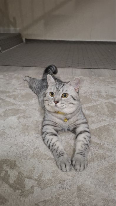 Вязка! кот 1.5 года серебристая шиншилла (британец)