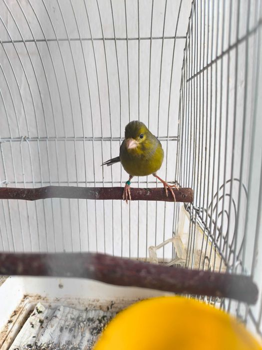 Продам канарейку самец