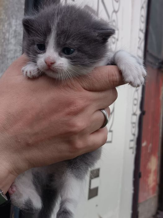 Отдам котят в хорошие руки