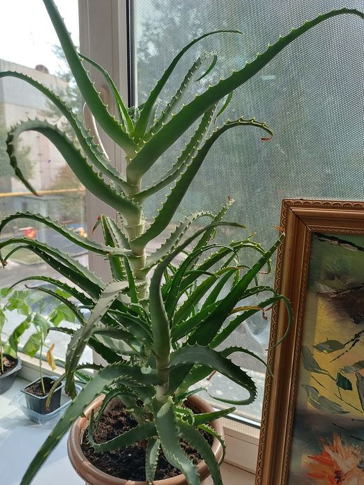Продам Алоэ  лечебный цветок