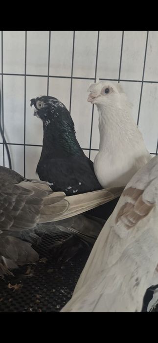 Продам голубей на игру