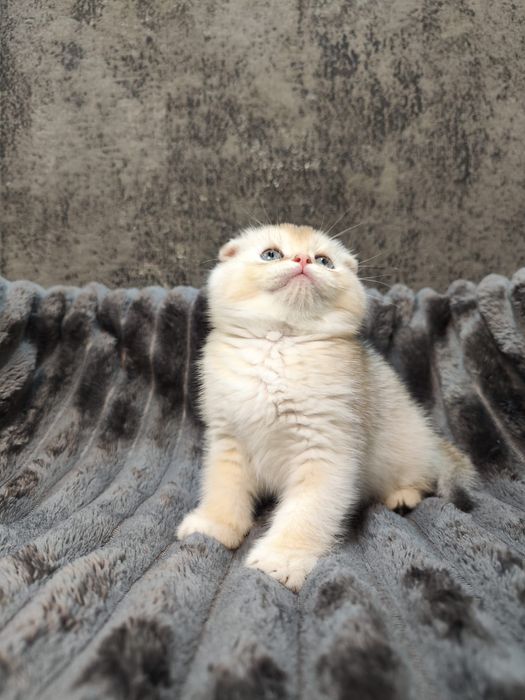 Pisoi Scottish Fold golden chinchilla