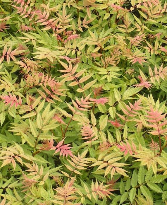 Сорбария (Sorbaria Sorb."Sem"®)