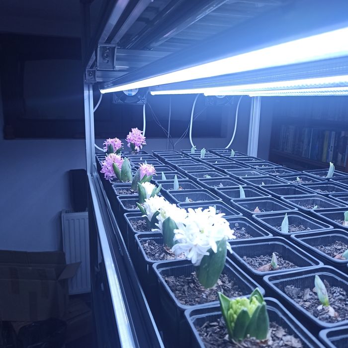 Sistem hidroponic/ferma hidroponica/plantație microplante