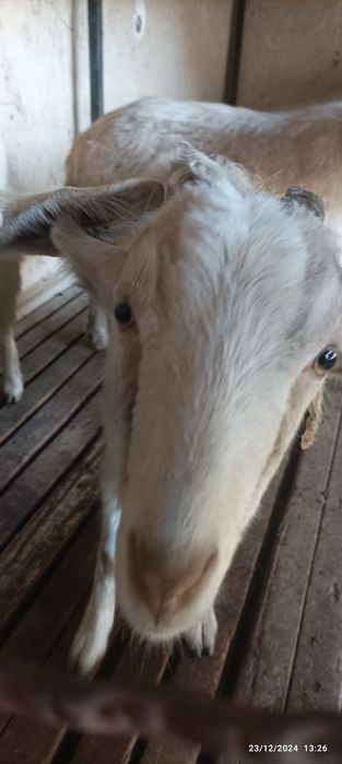 Echki sotiladi sogʻiladigan