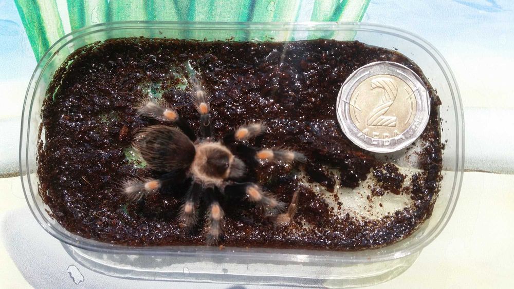 Тарантула Tarantula