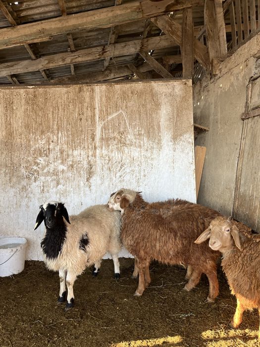 Семіз тоқтылар сатылады