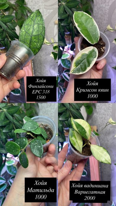 Укорененные черенки хой