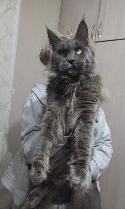 Кошка породы Мейн кун