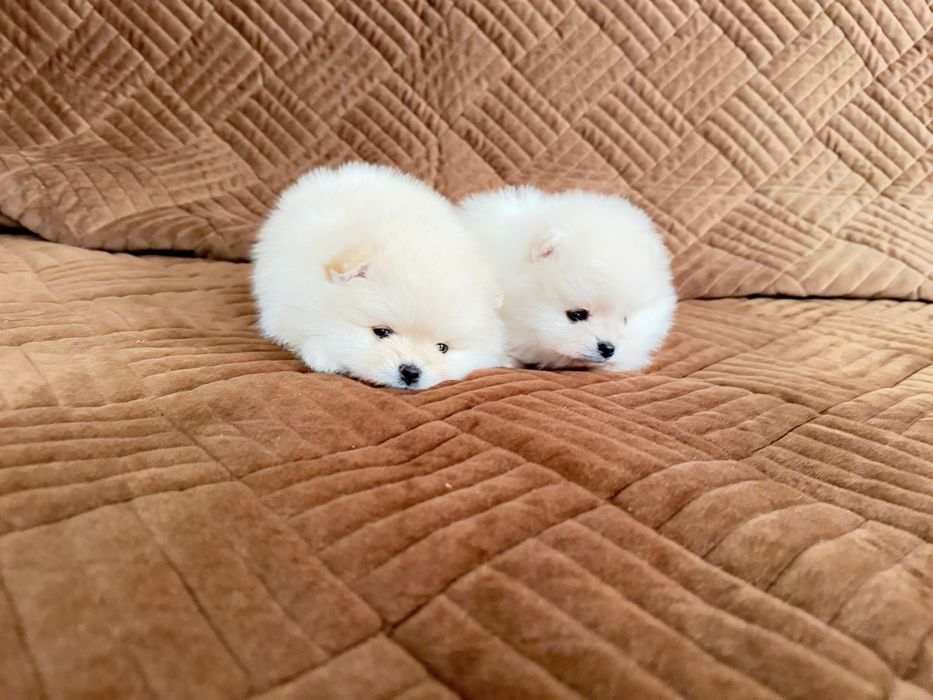 Померанские мини шпицы .