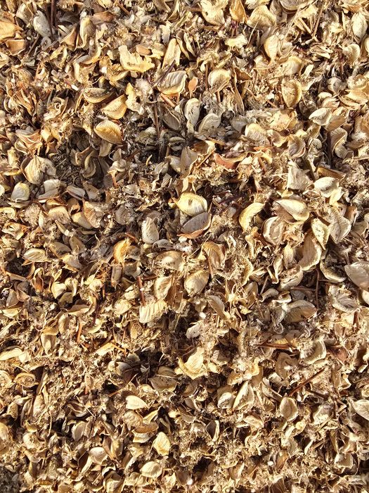 Paxta chanoq chingalak goza.pochoq