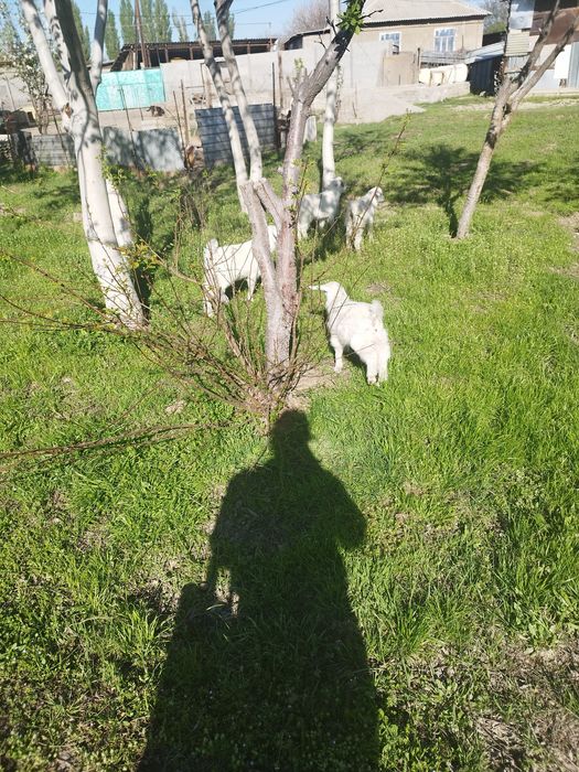 Срочно продам 87$$