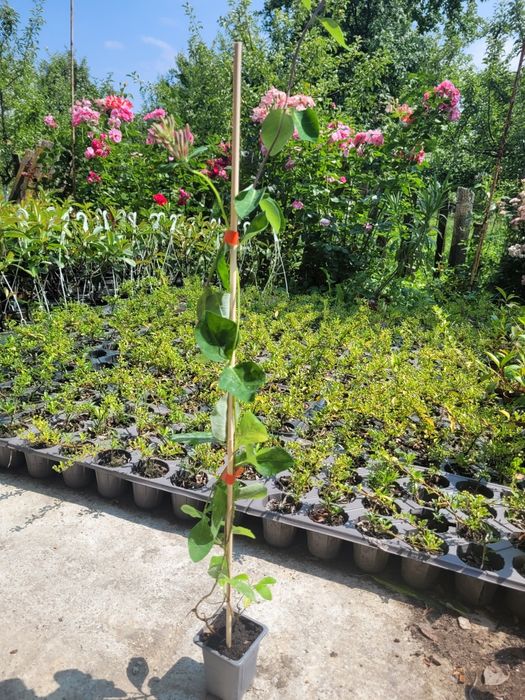 Caprifoi Gold Flame - Mana Maicii Domnului, Lonicera japonica