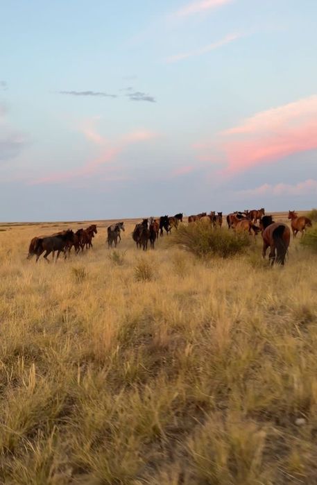 Жылкылар кулындарымен