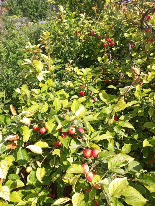 Продам дачу в обществе Черёмушки