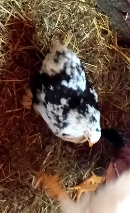 Vând pui Cochinchina pitic