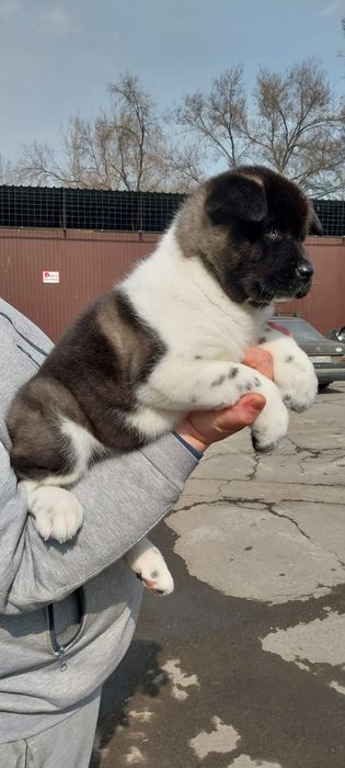 Продам щенков американской акиты