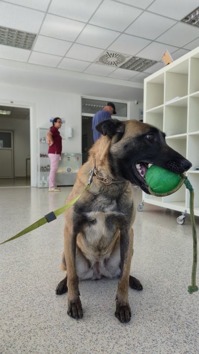 Ciobanes belgian malinois