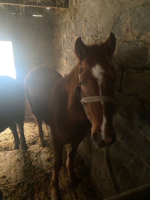 продам кобылку 2,5 года