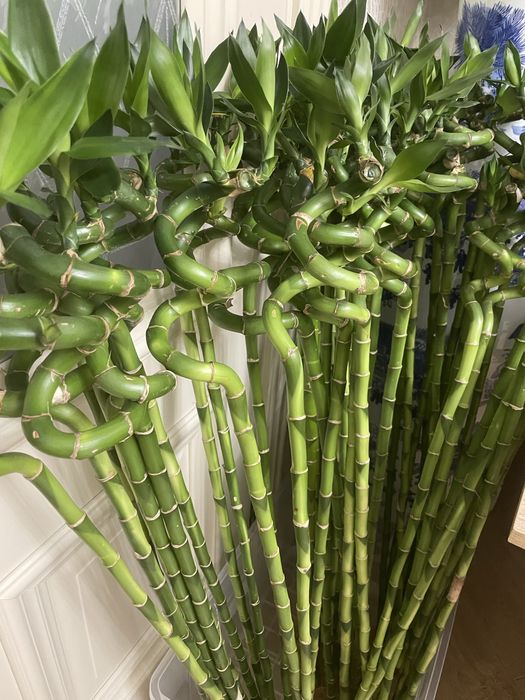 Бамбук денежный на воде