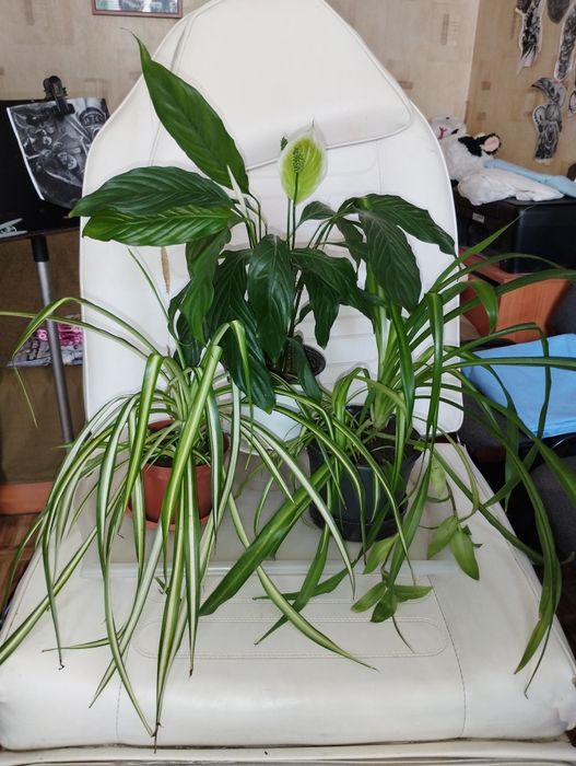 Стайни и лечебни цветя