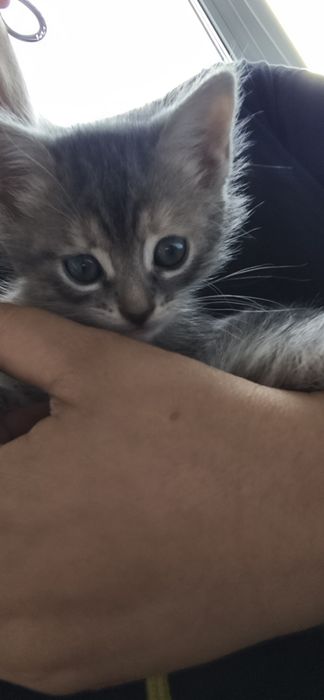 Котята - девочки