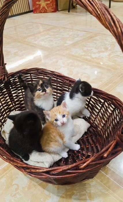 Лучшие котята КРЫСЫЛОВЫ