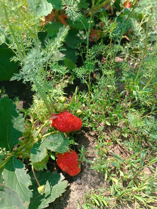 Дом в центре Жилянки