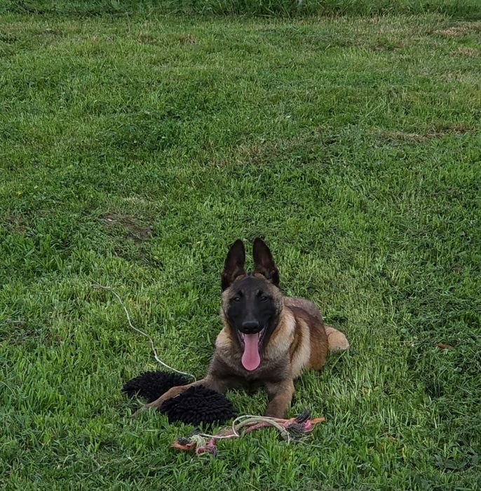 Ciobănesc belgian malinois