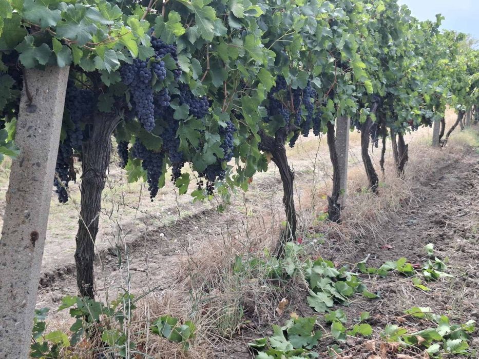 Продавам грозде за вино и ракия Отлично качество