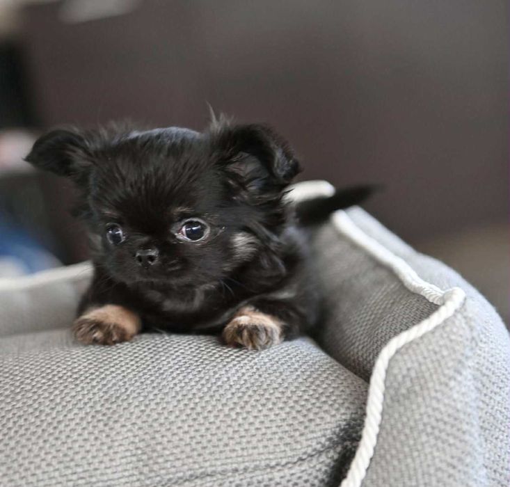 Женско миниатюрно дългокосместо чихуахуа черно с подпали