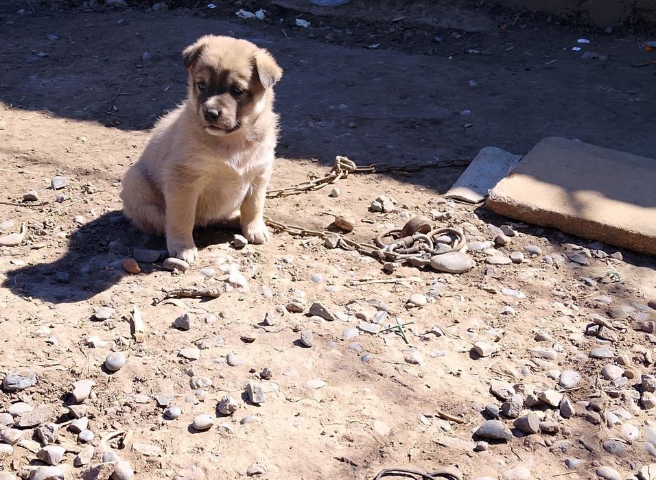 Щенки 1,5 месяца